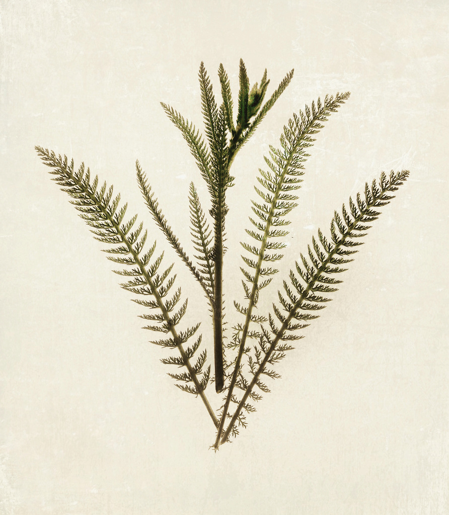 plant 3