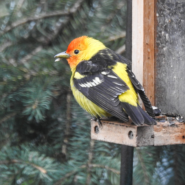 Western Tanager