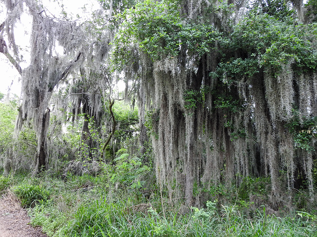 Day 8, forest at Santa Ana National Wildlife Refuge Day 8, forest at Santa Ana National Wildlife Refuge