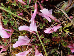 A relative of Clover - Trifolium acaule