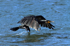 EOS 90D Peter Harriman 09 17 11 43985 cormorantTakeOff dpp