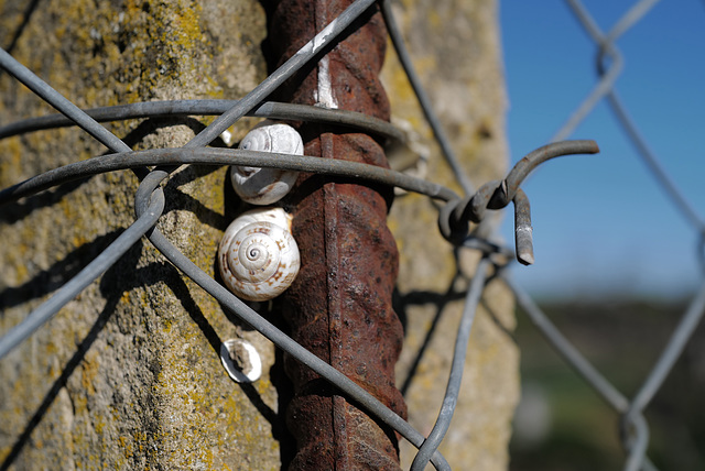 Happy Fence Friday