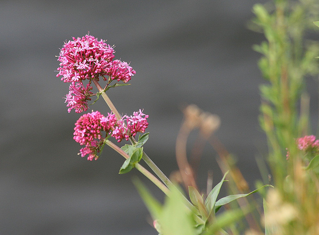 Fleur au prés de la rivière. (Une fleur de trèfle je crois) En fait de la valériane