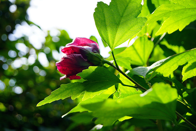 ... rhododendron ...