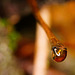 Der Stengel eines Herbstblattes mit einen hängen gebliebenen Tropfen :))  The stem of an autumn leaf with a stuck drop :))  La tige d'une feuille d'automne avec une goutte coincée :))