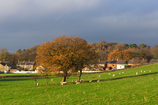 Sheep at rest