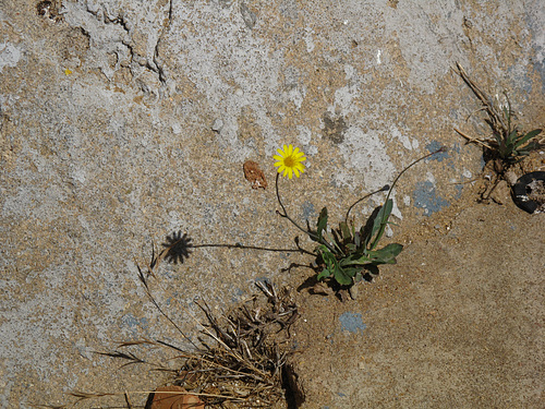 One Yellow Flower