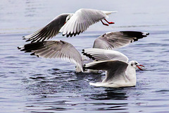 Black-Headed Gulls