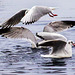 Black-Headed Gulls