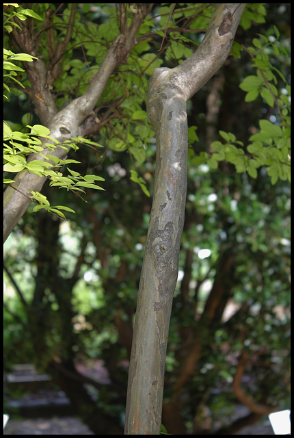 Lagerstroemia (3)