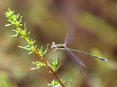 Small Spreadwing m Lestes virens virens) DSB 1125