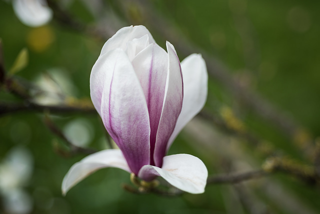 Magnolie