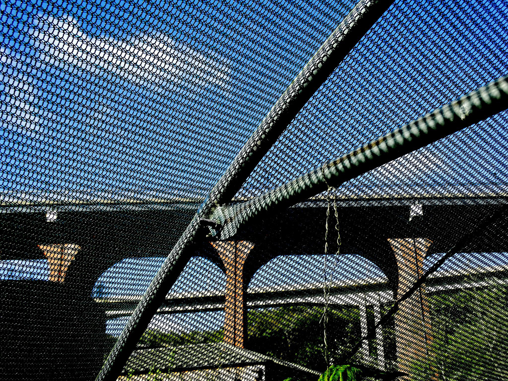 Bridges and Lines from the Poly Tunnel