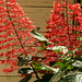 Pagoda plant / Clerodendrum paniculatum, Brasso Seco, Trinidad