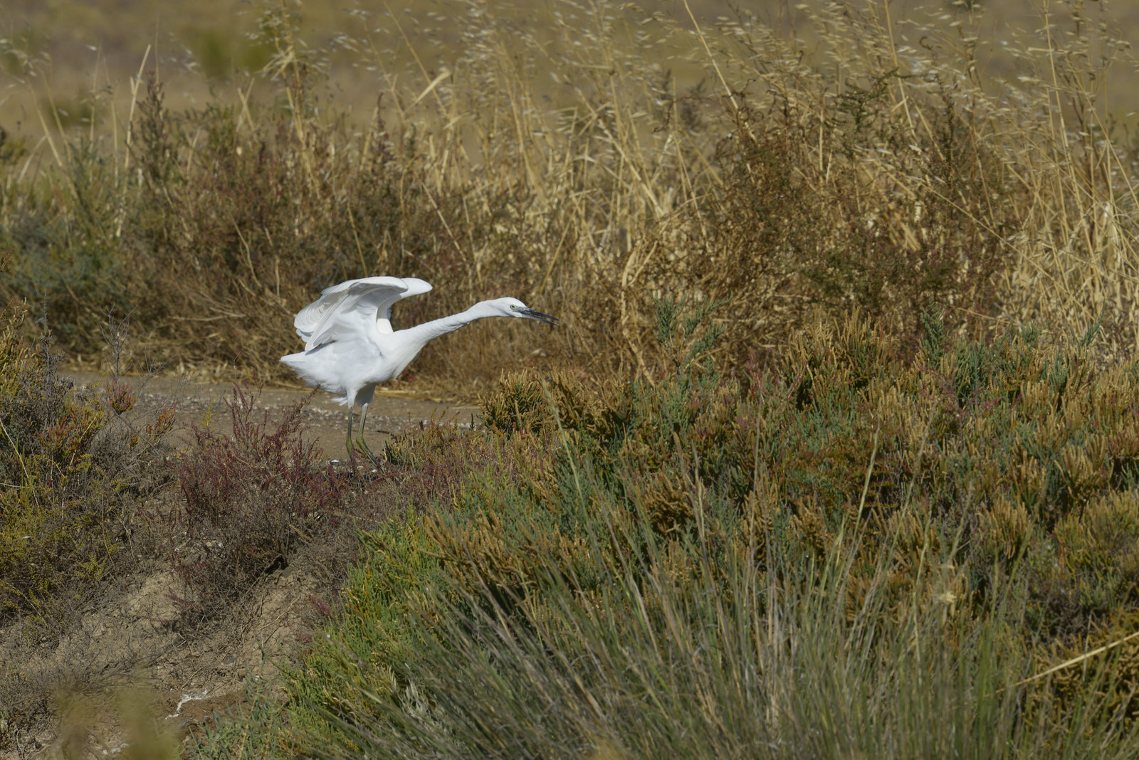 Egretta garzetta, Garça-branca