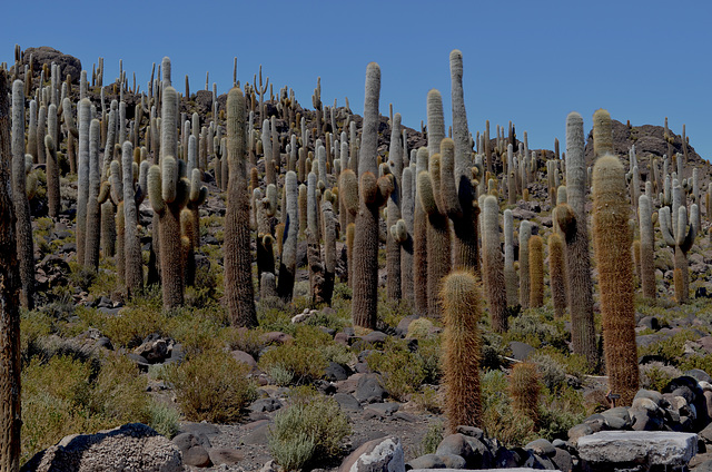 Bolivia, Isla del Pescado (Fish Island), Forest of Cactuses