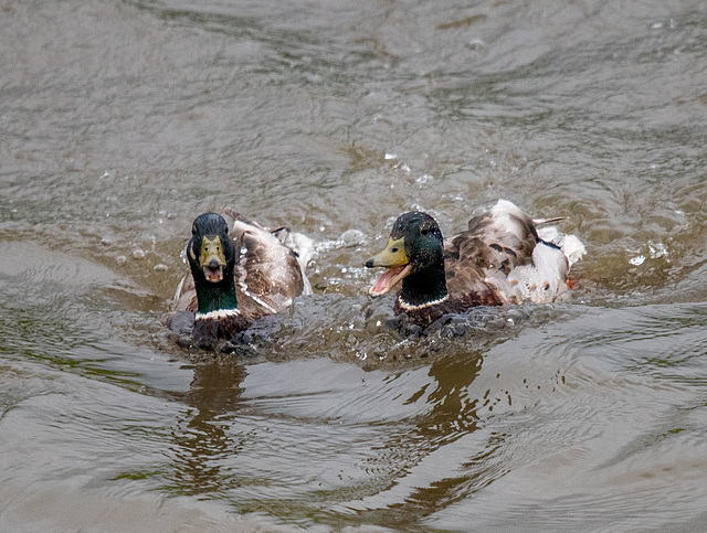 Mallards