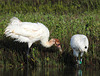 Day 3, Whooping Crane colt with adult male