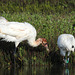 Day 3, Whooping Crane colt with adult male