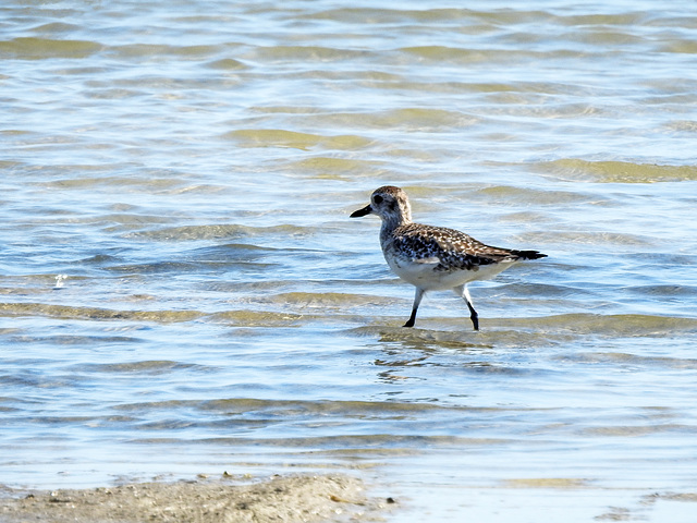 Day 3, Black-bellied Plover