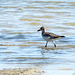 Day 3, Black-bellied Plover