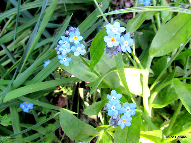 Forget-me-nots.