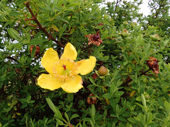 Shrub in Ethiopia