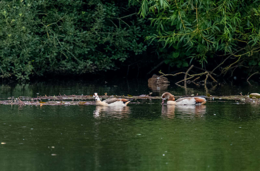 Egyptian geese