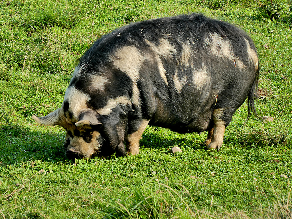 Kunekune