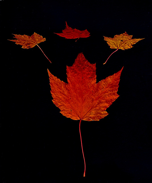 31/50 maple leaf, feuille d'érable