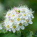 Physocarpus capitatus