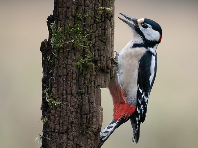 Vogelbeobachtung-5