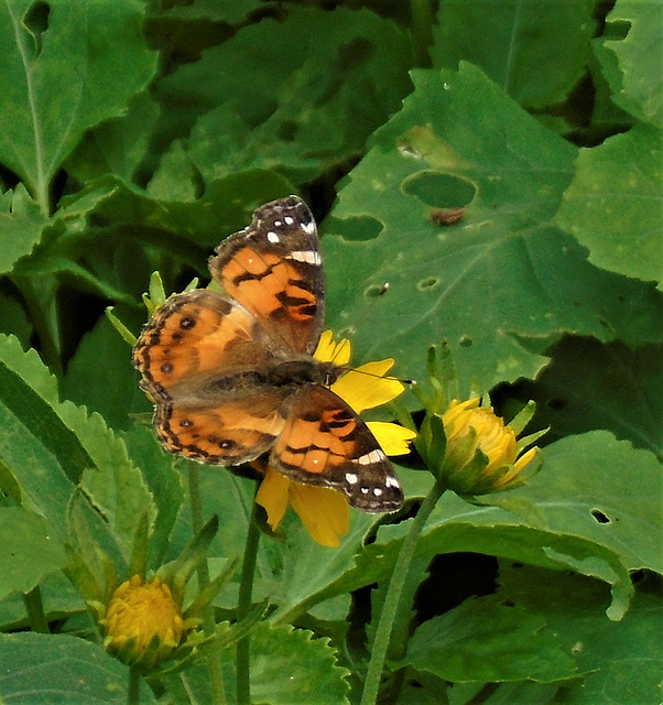 29 FIRST (AMERICAN LADY (VANESSA  (VIRGINIENSIS) 1st THIS YEAR