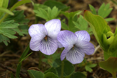 Marsh Violet