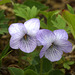 Marsh Violet