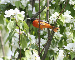 oriole de Baltimore / Baltimore oriole