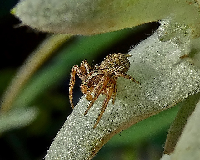 Spider