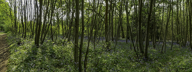 Coppiced trees and Bluebells