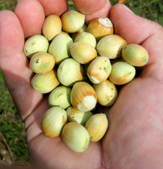 A handful of hazel