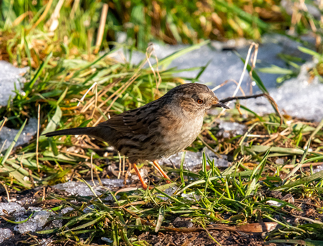 Dunnock