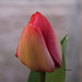 Ma première tulipe bon week-end à tous