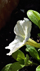 Petunia after potting out