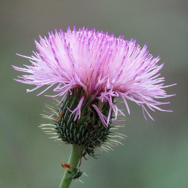 Day 8, Thistle sp., Santa Ana National Wildlife Refuge, Texas