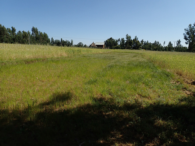 Fields - Hamusit to Dufti Mariam trek