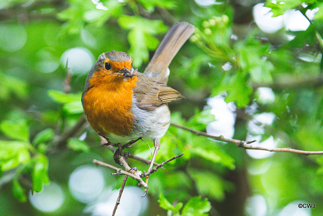 Feeding the bairns