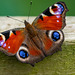 Peacock butterfly