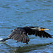 EOS 90D Peter Harriman 09 17 10 43983 cormorantTakeOff dpp