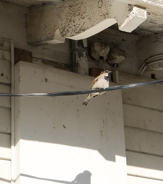 Sparrow