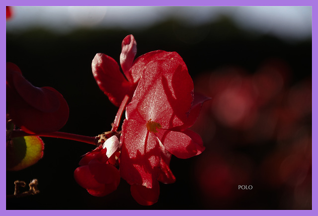 Flor roja (+1PiP)