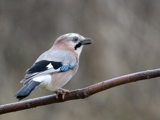 Vogelbeobachtung-3